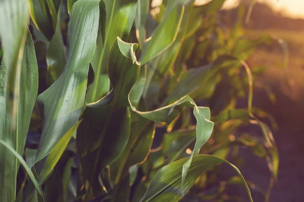  Mısır çiftlik alanı