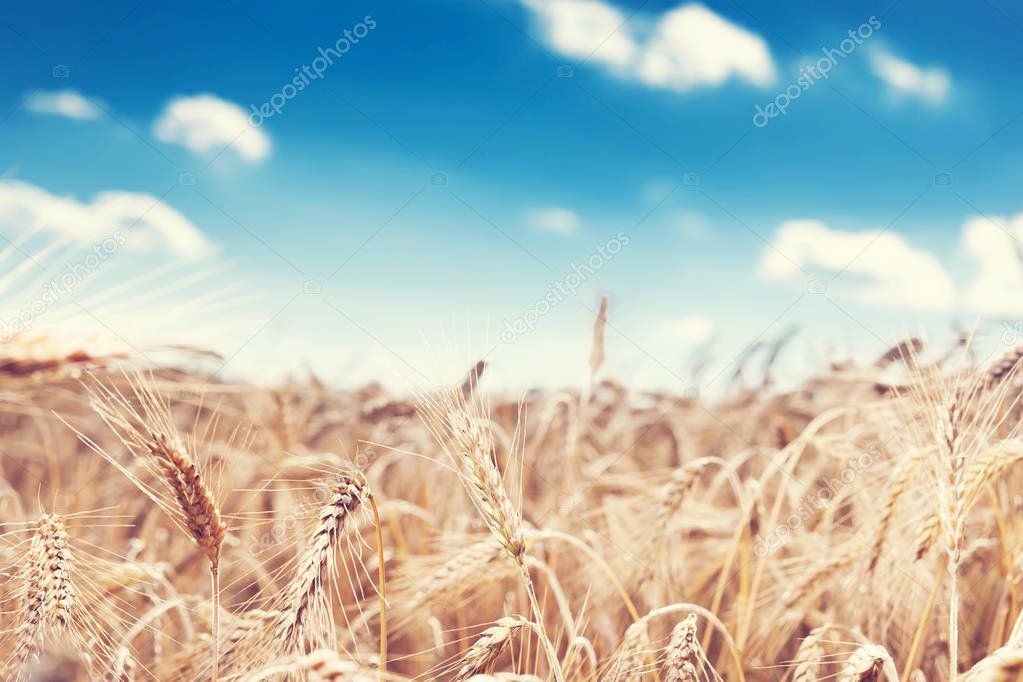 wheat on farm field