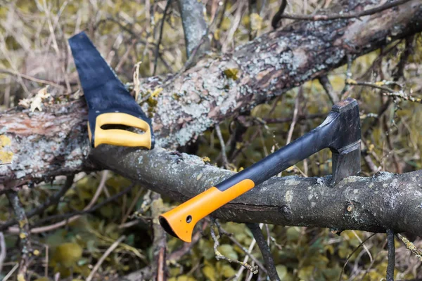 Bir balta ve chainsaw ağaca vardır