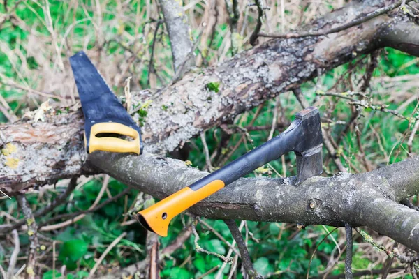 Bir balta ve chainsaw ağaca vardır