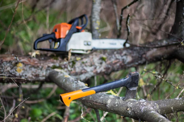 Bir balta ve chainsaw ağaca vardır