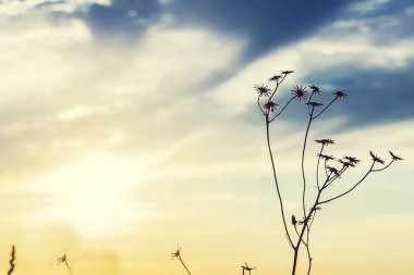 Kuru çimenler ve gün batımıyla gökyüzü