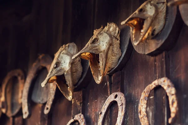 Dry pike head on wooden wall — Stock Image Dry Pike Head Wooden Wall Stock Picture