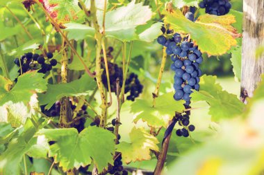 Bahçedeki üzümler