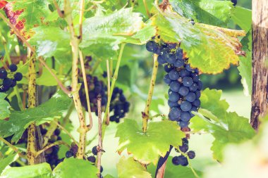 Bahçedeki üzümler