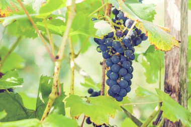 Bahçedeki üzümler