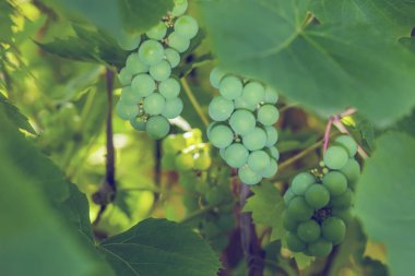 Bahçedeki üzümler