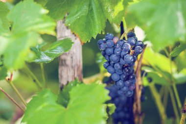 Bahçedeki üzümler