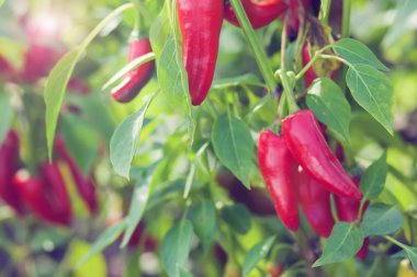 Bahçede kırmızı biber