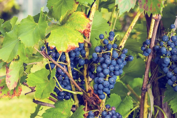 Grapes Garden — Stock Photo, Image