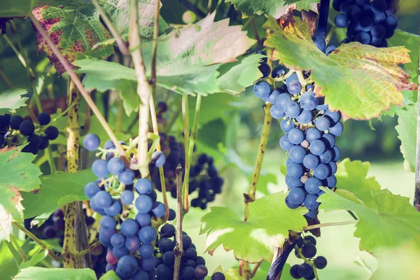 Bahçedeki üzümler