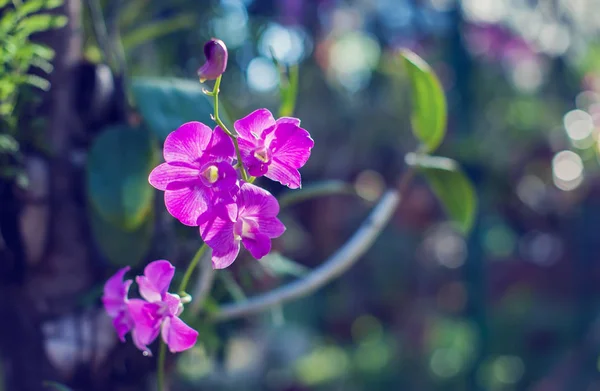 Bunga Anggrek Mekar Taman Segar Anggrek Sinar Matahari — Stok Foto