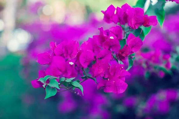 Magenta Bougainvillea Flowers Background Flora — Stok Foto