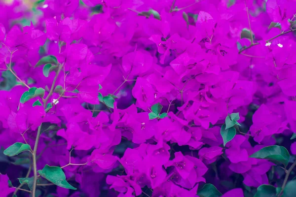 Magenta Bougainvillea Flowers Background Flora — Stok Foto