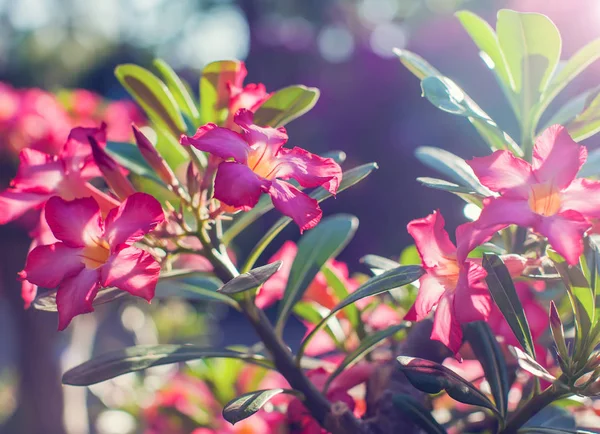 Bunga Adenium Tertutup Adenium Gurun Multiflorum Naik — Stok Foto