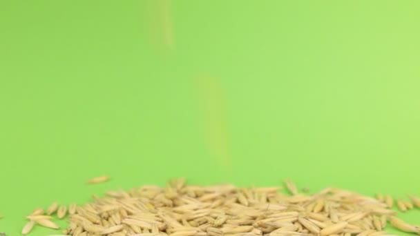 Grains tombants avoine sur tas d'avoine sur un écran vert — Video