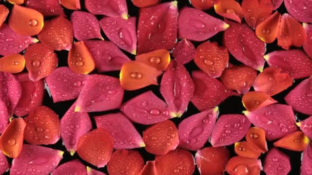 Прекрасные лепестки роз с каплями росы, развевающимися ветром — стоковое видео