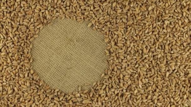 Rotation of the wheat grains lying on sackcloth with space for your text — Stock Video