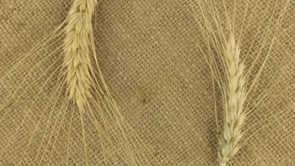 Rotación de las dos espiguillas de trigo en saco con espacio para su texto — Vídeo de stock