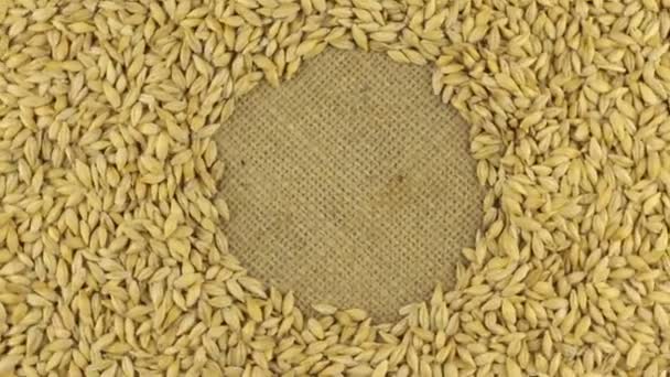 Rotação dos grãos de cevada deitado sobre pano de saco com espaço para o seu texto — Vídeo de Stock