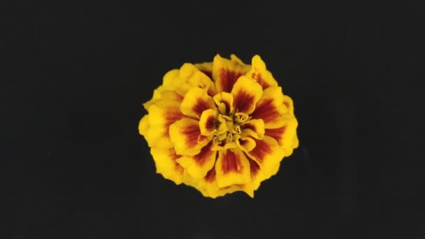 Rotazione lenta di un fiore giallo su uno sfondo nero — Video Stock