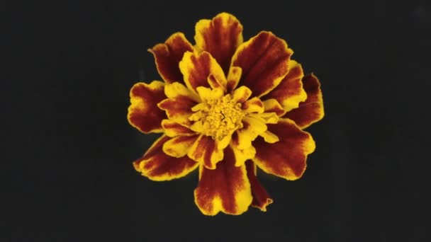 Slow rotation of a yellow flower on a black background — Stock Video