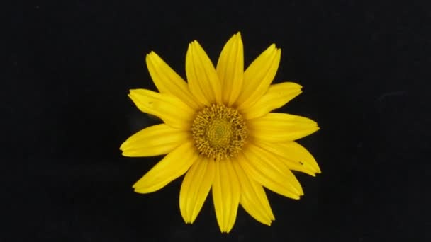 Rotazione lenta di un fiore giallo su uno sfondo nero — Video Stock