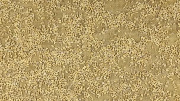 Aproximación de los granos de cebada perlada dispersos en la arpillera — Vídeo de stock