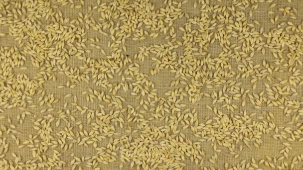 Aproximação de grãos de cevada espalhados na serapilheira — Vídeo de Stock
