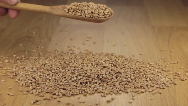 Зерна пшениці засинають з дерев'яної ложки на купі пшениці — стокове відео