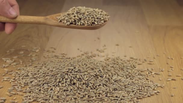 Σίκαλη σιτάρια παίρνουν αρκετό ύπνο από ένα ξύλινο κουτάλι σε ένα σωρό από σίκαλη — Αρχείο Βίντεο