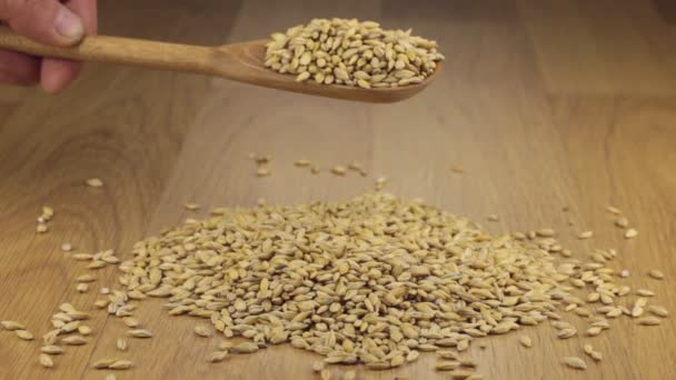 Gerstenkörner schlafen aus einem Holzlöffel auf einem Gerstenstapel — Stockvideo