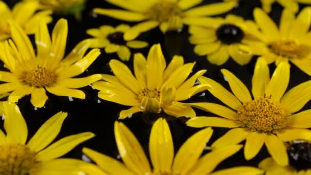 Close-up panorama camomiles floating in water. — Stock Video