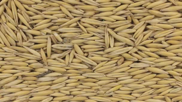 Horizontal panorama of grains oats, food background. — Stock Video