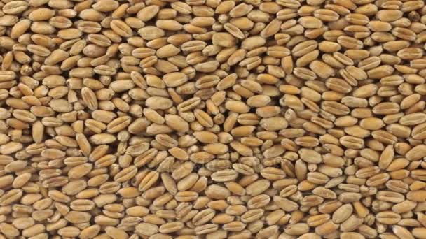 Horizontal panorama of grains wheat , food background. — Stock Video