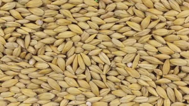 粒大麦、食品背景の水平方向のパノラマ. — ストック動画