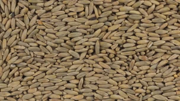 Panorama horizontal dos grãos centeio, fundo alimentar . — Vídeo de Stock