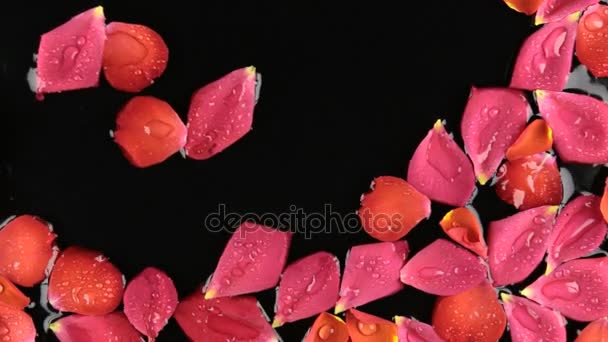 Wind on rose petals with dew drops, spa concept. Beautiful relaxing. — Stock Video