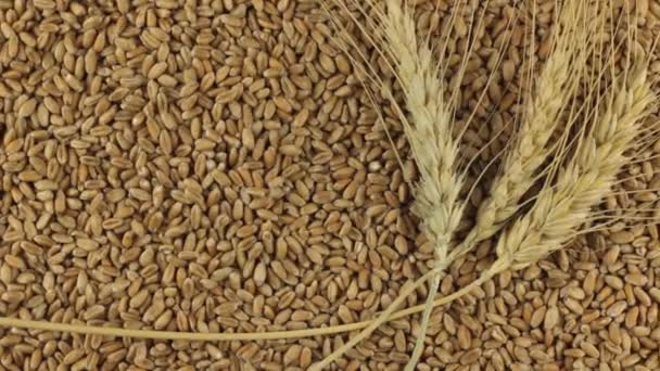 Rotación de las espiguillas de trigo que yacen sobre los granos de trigo . — Vídeo de stock