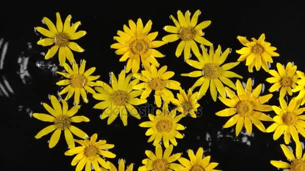 Zoom gele kamille met dauw druppels in het water tijdens regen. Mooie achtergrond. — Stockvideo