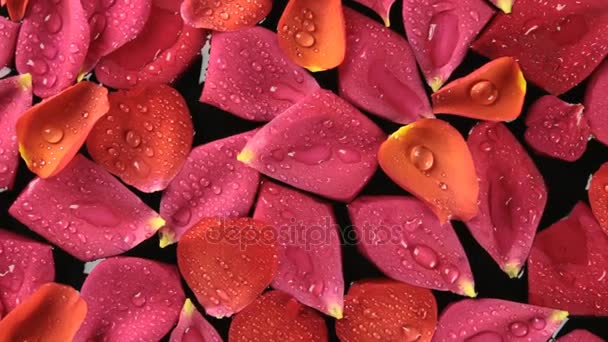 Красивая панорама лепестки роз с капли росы, спа-концепция — стоковое видео