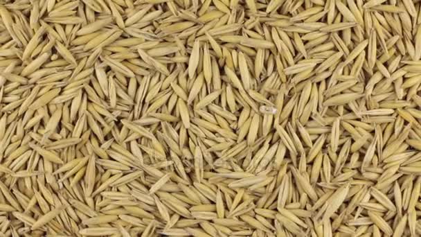 Rotation lente du tas de grains d'avoine . — Video