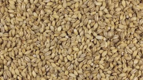 Lenta rotación del montón de granos de cebada perla . — Vídeo de stock