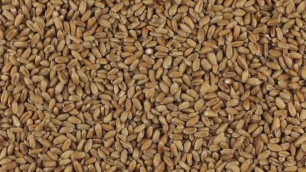Rotação lenta do montão de grãos de trigo . — Vídeo de Stock