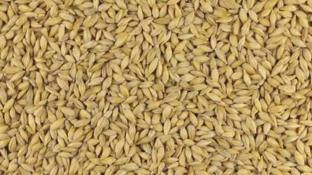 Slow rotation of the heap of barley grains. — Stock Video