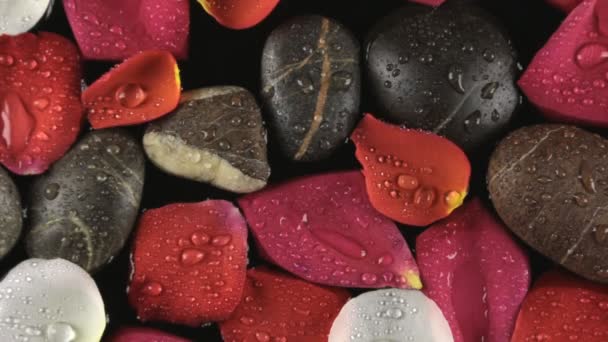 Rain and wind on the stones and rose petals. Beautiful background. — Stock Video