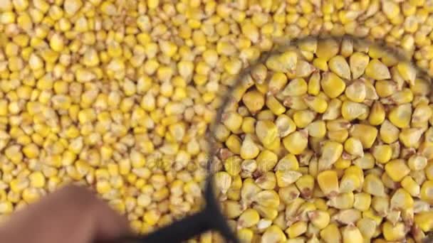 Examination using a magnifying glass rotating corn grains. — Stock Video