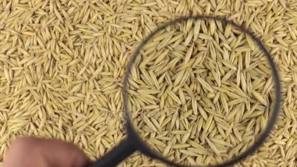 Esame con una lente d'ingrandimento a grani d'avena rotanti . — Video Stock