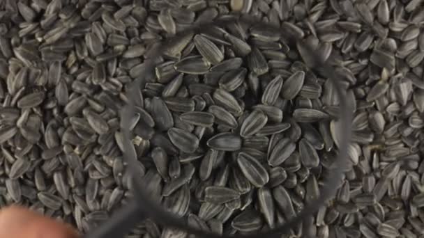 Vyšetření pomocí zvětšovací sklo, rotující slunečnicová semena. — Stock video