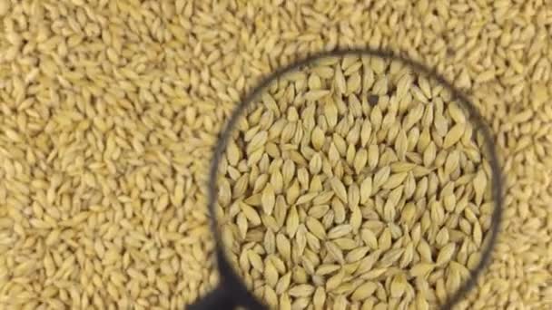 Examen à l'aide d'une loupe rotative grains d'orge . — Video